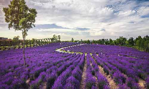 一朵鲜花插在牛粪上是什么意思 鲜花与牛粪的寓意