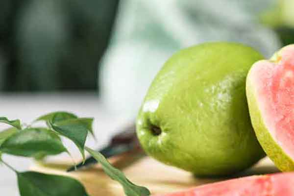 番石榴叶的功效与作用 番石榴叶禁忌人群