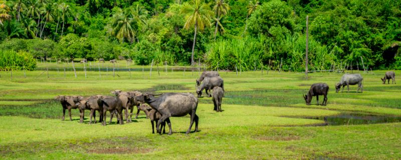 水牛吃什么 水牛吃什么食物