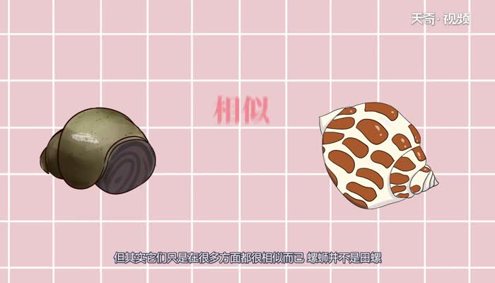 螺蛳是田螺吗 螺蛳就是田螺吗