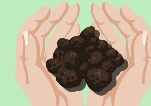 黑松露是什么 黑松露是什么东西