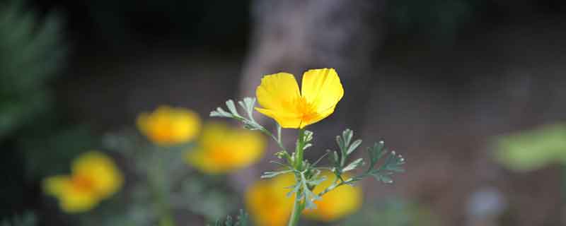 一朵鲜花插在牛粪上是什么意思 鲜花与牛粪的寓意