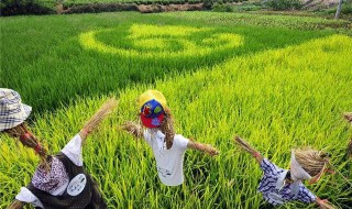 旱稻施肥的正确方法（旱稻施什么肥合适）