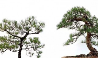 松树的养殖方法详解（松树怎么养殖方法）