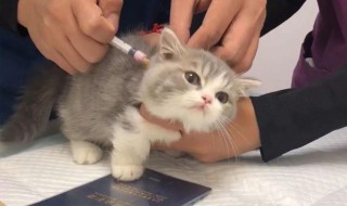 猫疫苗怎么打（猫疫苗怎么打图解）