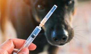 打狂犬疫苗怎么打（打狂犬疫苗怎么打隔多久）
