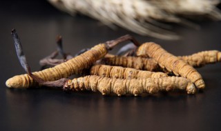 虫草适合什么样的人食用 虫草适合什么样的人吃,怎么吃法最好