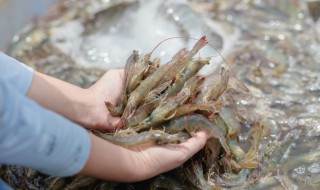 虾和什么相克不能一起吃 虾不能跟什么一起同吃