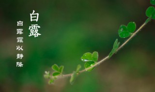 白露节气要注意的风水和饮食 白露节气养生应该注意什么