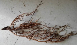 猕猴桃树根泡水喝起什么作用（猕猴桃树根泡水喝有什么作用）