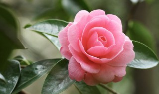茶树花怎么泡水喝 茶树花泡水喝如何泡