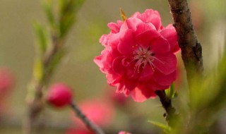 怎么样桃花运会好（桃花运的运气如何）