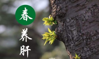 春季怎么养肝护肝 春季怎么养肝护肝主题
