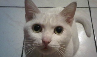 梦见猫是什么预兆（梦见猫是什么预兆 男性）