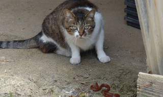 吃猫肉的禁忌 吃猫肉的禁忌有哪些