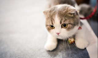 为什么养猫就没有蟑螂 家里养猫蟑螂会没有了吗?