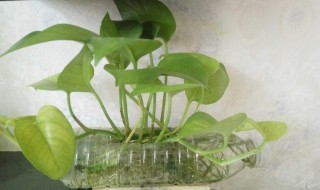 废品变成宝怎么做简单作品 废品变为宝的作品简单的作品