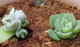 多肉植物的扦插方法 多肉植物的扦插方法和注意事项