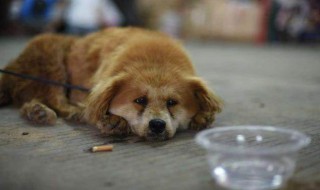 看见的流浪狗应该怎么做（看见流浪狗该怎么办）