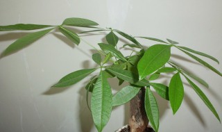 平安树怎么养才茂盛（平安树怎么养才茂盛视频）