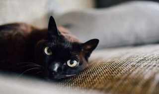 梦见猫进家里好吗 梦见猫进家好不好