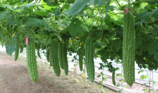 用什么泡水喝可降尿酸 用什么泡水喝可降尿酸 五种茶叶可以降尿酸