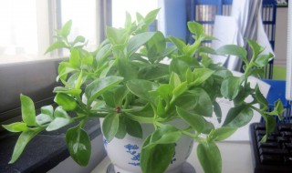 一进门见到什么植物好 一进门见到什么植物好龙须