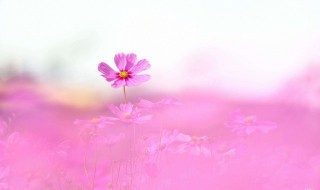 格桑花花语美句 格桑花开美句