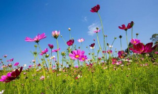 格桑花唯美花语 格桑花的花语
