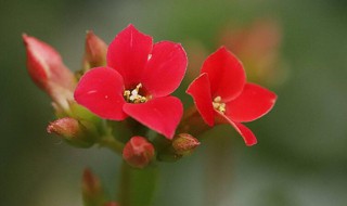 10大吉利花（10大吉利花微信头像）