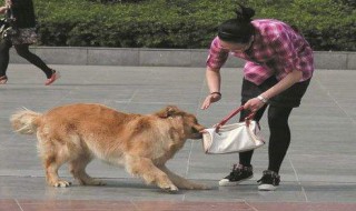 被够狗咬了没出血怎么办 被够狗咬了破皮怎么办没有血