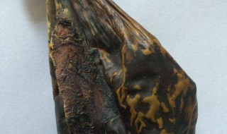熊胆的作用（野生熊胆的作用）