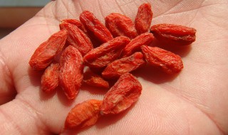 构杞怎么吃是最好的 构杞最好的吃法