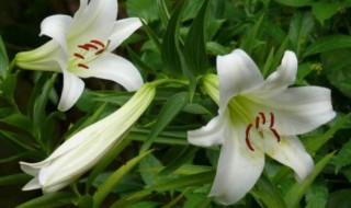 百合花的功效（百合花的功效与作用泡水喝的功效）