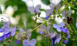 蓝蝴蝶花泡水喝的功效（蓝蝴蝶花泡水喝的功效和禁忌）
