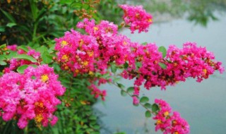痒痒树花有什么功效 痒痒树的药用价值
