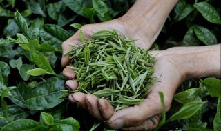 茶叶基本知识 茶叶基本知识问答