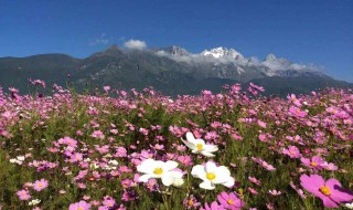 梦见格桑花啥意思 梦见格桑花是什么意思
