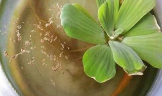 水芙蓉怎么养 鱼缸水芙蓉怎么养