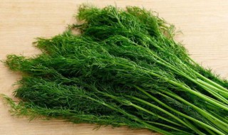 孕妇能吃茴香吗（孕妇能吃茴香吗 初期）