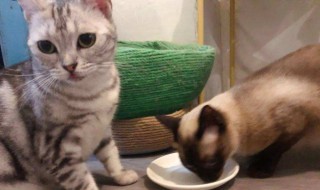 半熟的鸡胸肉可以给猫吃吗（煮熟的鸡胸肉可以直接给猫吃吗）
