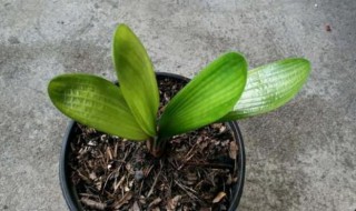 客厅最旺宅的大型植物 客厅最旺宅的植物
