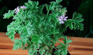 八种适合放室内的驱蚊植物 八种适合放室内的驱蚊植物