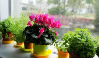 芙蓉花浇水的正确方法（芙蓉花如何浇水?）
