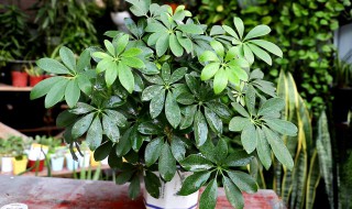 白木香的养殖方法和注意事项（白木香花的种植养护方法）