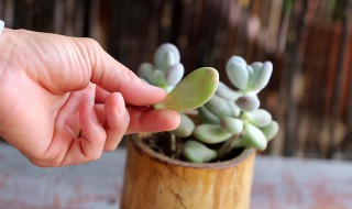 多肉巧克力的养殖方法和注意事项（巧克力多肉植物的养殖方法）