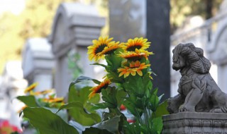 向日葵移栽注意事项（向日葵移栽注意事项及移栽后管理要点）
