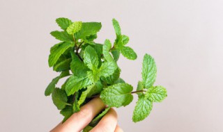 薄荷可以水培种植吗（水培薄荷怎么种植）