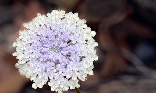 翠珠花有毒吗（玻璃翠花有没有毒）