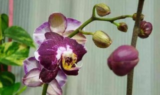 蝴蝶兰叶子掉光了还能活吗（蝴蝶兰叶子掉光了还能活吗图片）